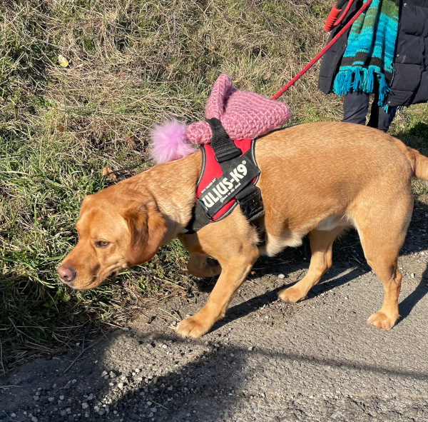 Un labrador en laisse