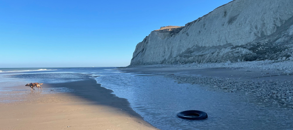 Un chien se promène sur une plage. Dans l'eau, traine un pneu.