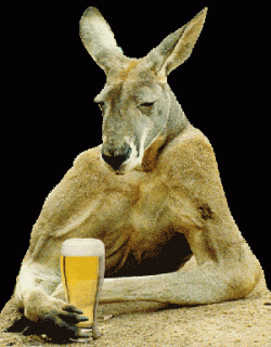 Un kangourou qui boit une bière